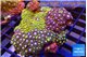 Zoanthus garden mixed color permium 8-12 cm WYSIWYG acclimaté