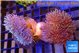 Sarcophyton multi body long white tips polyps 7-12 cm WYSIWYG acclimaté