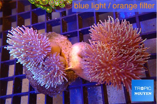 Sarcophyton multi body long white tips polyps 7-12 cm WYSIWYG acclimaté