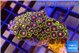 Zoanthus purple green 3-5 cm WYSIWYG acclimaté