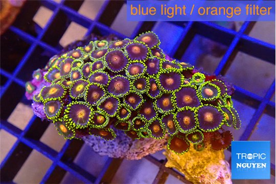 Zoanthus purple green 3-5 cm WYSIWYG acclimaté
