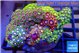 Zoanthus garden mixed color permium 8-12 cm WYSIWYG acclimaté