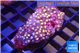 Zoanthus golden pink 5-7 cm WYSIWYG acclimaté