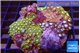 Zoanthus garden mixed color 8-12 cm WYSIWYG acclimaté
