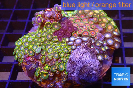Zoanthus garden mixed color 8-12 cm WYSIWYG acclimaté