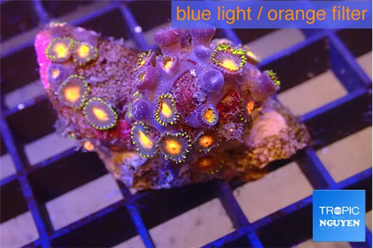 Zoanthus purple orange 3-4 cm WYSIWYG acclimaté