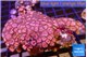Zoanthus pink diamond 7-8 cm WYSIWYG acclimaté