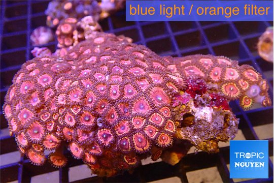 Zoanthus pink diamond 7-8 cm WYSIWYG acclimaté