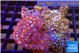 Zoanthus garden mixed color permium 8-12 cm WYSIWYG acclimaté