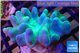 Lobophytum 7-10 cm WYSIWYG acclimaté