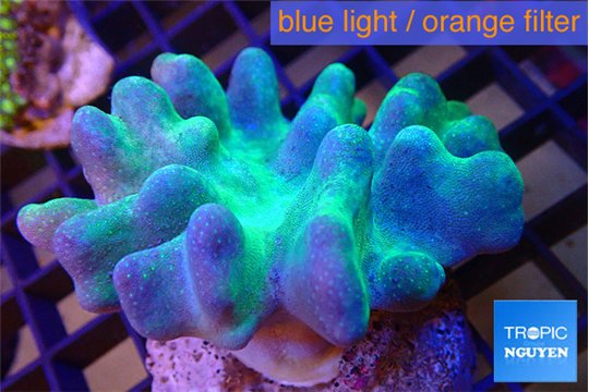 Lobophytum 7-10 cm WYSIWYG acclimaté