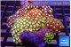 Zoanthus garden mixed color 8-12 cm WYSIWYG acclimaté