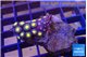 Zoanthus sunset 2-4 cm WYSIWYG acclimaté