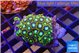 Zoanthus neon blue magician 3-4 cm WYSIWYG acclimaté