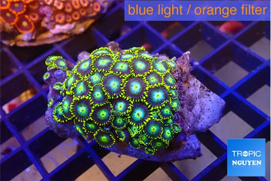 Zoanthus neon blue magician 3-4 cm WYSIWYG acclimaté
