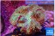 Sarcophyton greeny long polyps 7-12 cm WYSIWYG acclimaté