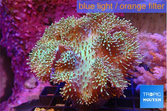 Sarcophyton greeny long polyps 7-12 cm WYSIWYG acclimaté