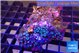 Zoanthus blue 4-5 cm WYSIWYG acclimaté