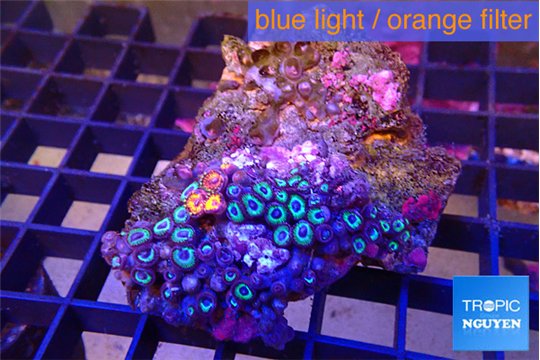 Zoanthus blue 4-5 cm WYSIWYG acclimaté