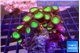Palythoa neon green 4-6 cm WYSIWYG acclimaté