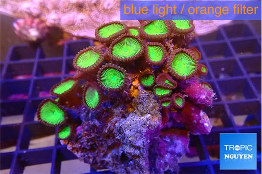 Palythoa neon green 4-6 cm WYSIWYG acclimaté