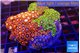 Zoanthus garden mixed color permium 8-12 cm WYSIWYG acclimaté