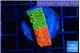Montipora graphted sunfire 2-3 cm WYSIWYG acclimaté