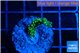 Montipora stellata yellow polyps 2 cm WYSIWYG acclimaté