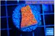 Montipora graphted sunfire 2 cm WYSIWYG acclimaté