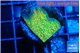 Montipora graphted sunfire 2 cm WYSIWYG acclimaté