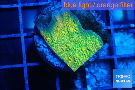 Montipora graphted sunfire 2 cm WYSIWYG acclimaté