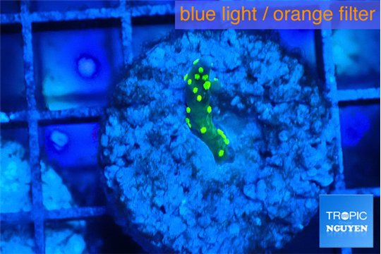 Montipora stellata yellow polyps 1-2 cm WYSIWYG acclimaté
