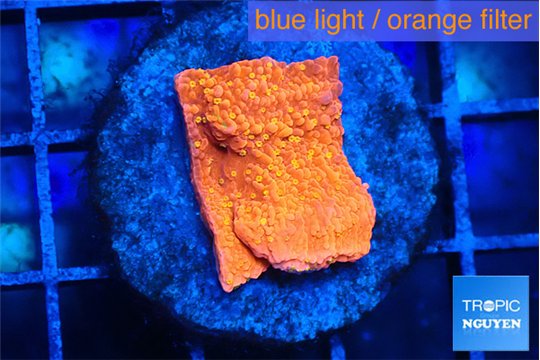 Montipora graphted sunfire 2 cm WYSIWYG acclimaté