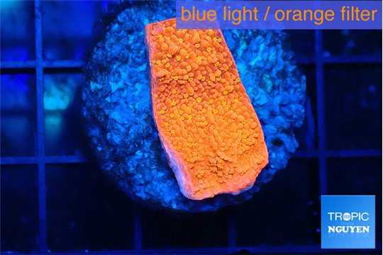 Montipora graphted sunfire 2 cm WYSIWYG acclimaté