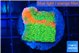 Montipora graphted sunfire 3-4 cm WYSIWYG acclimaté
