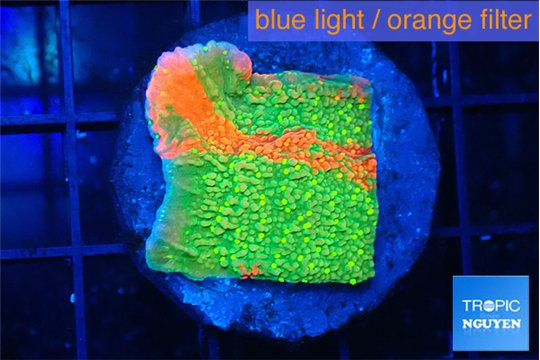 Montipora graphted sunfire 3-4 cm WYSIWYG acclimaté