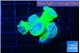 Duncanopsamia green 5-6 polyps WYSIWYG acclimaté