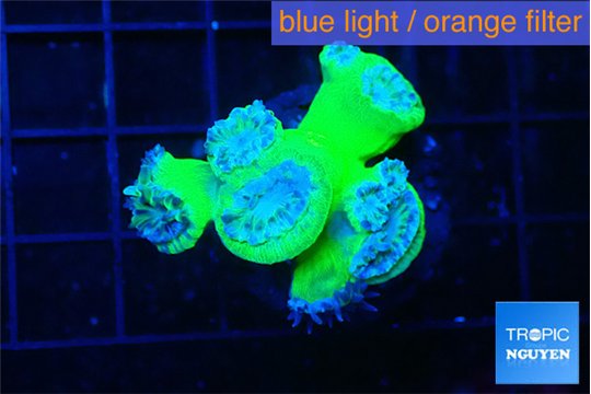 Duncanopsamia green 5-6 polyps WYSIWYG acclimaté