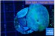 Discosoma deep blue avatar 3 polyps WYSIWYG acclimaté
