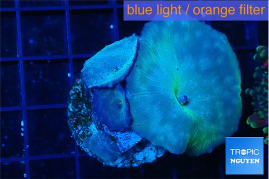 Discosoma deep blue avatar 3 polyps WYSIWYG acclimaté
