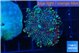 Ricordea yuma red green 1 polyp WYSIWYG acclimaté