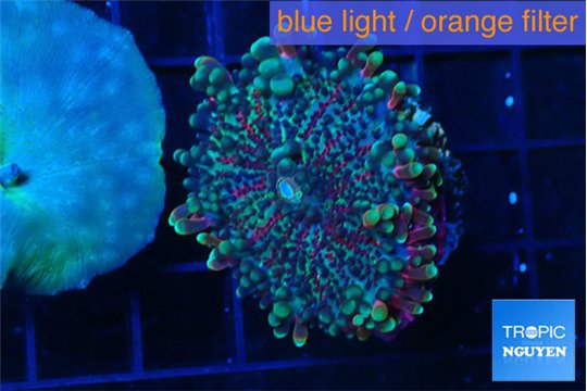 Ricordea yuma red green 1 polyp WYSIWYG acclimaté