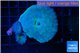 Discosoma deep blue avatar 2 polyps WYSIWYG acclimaté