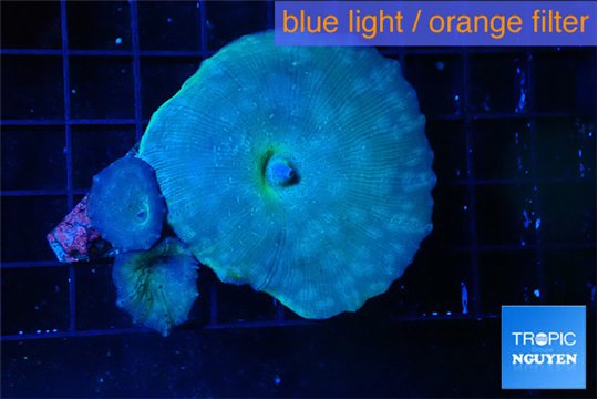 Discosoma deep blue avatar 2 polyps WYSIWYG acclimaté