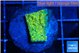 Montipora graphted sunfire 2 cm WYSIWYG acclimaté