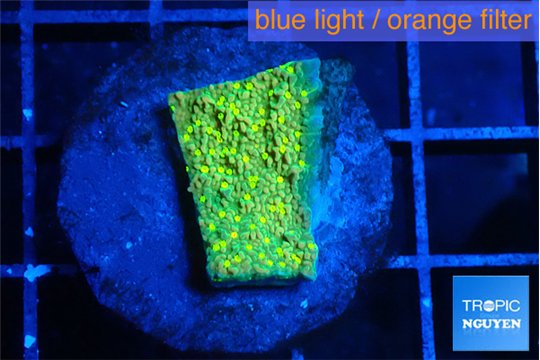 Montipora graphted sunfire 2 cm WYSIWYG acclimaté