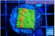 Montipora graphted sunfire 2 cm WYSIWYG acclimaté