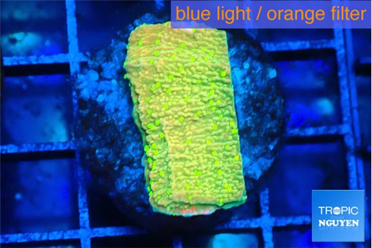 Montipora graphted sunfire 2-3 cm WYSIWYG acclimaté