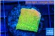 Montipora graphted sunfire 2-3 cm WYSIWYG acclimaté