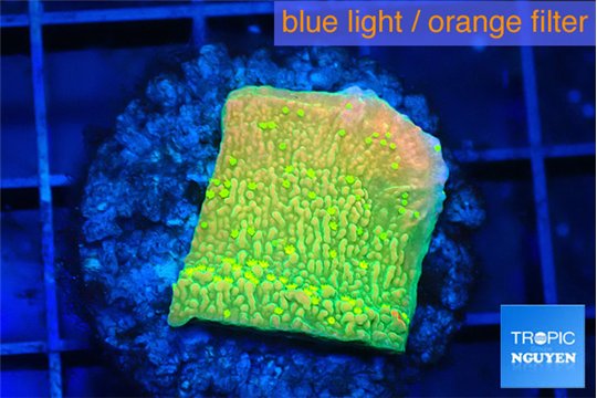 Montipora graphted sunfire 2-3 cm WYSIWYG acclimaté